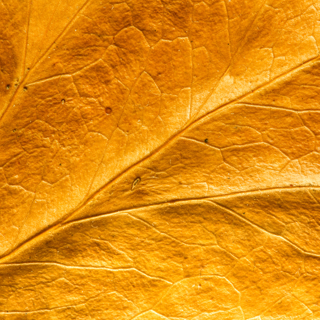The perfect fall morning and night routine
